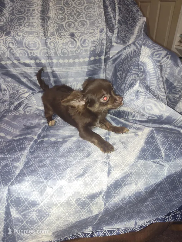 Sissy – Chihuahua puppy for sale in Watertown, TN