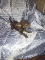 Sister , a female Chihuahua for sale in Watertown, TN – 1 of 1