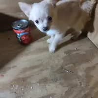 Spirit, a male Chihuahua for sale in Watertown, TN – Photo 2 of 2