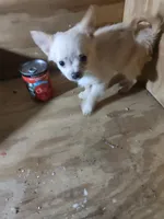 Spirit, a male Chihuahua for sale in Watertown, TN – Photo 2 of 2