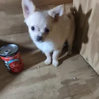 Spirit, a male Chihuahua for sale in Watertown, TN – Photo 1 of 2