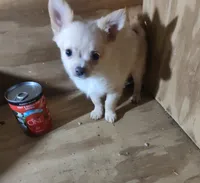 Spirit, a male Chihuahua for sale in Watertown, TN – Photo 1 of 2