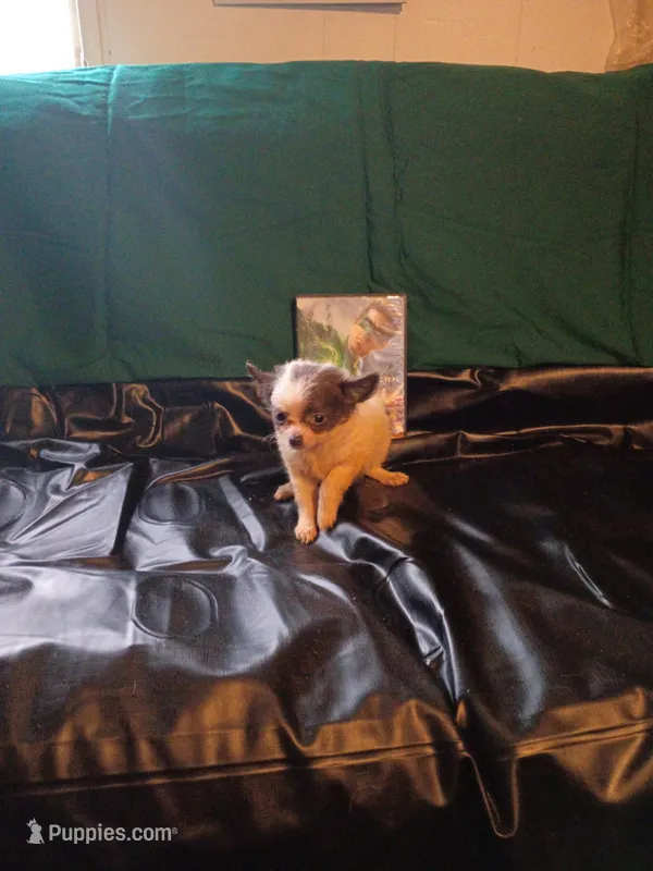 Zoey – Chihuahua puppy for sale in Trenton, FL