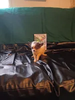 Zoey, a female Chihuahua for sale in Trenton, FL – 1 of 1