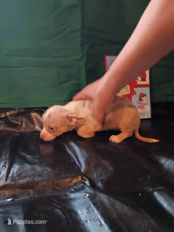 Tide  – Chihuahua puppy for sale in Trenton, FL