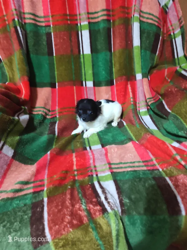 Dolly , a female Chihuahua for sale in Watertown, TN – Photo 1 of 3