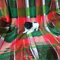 Dolly , a female Chihuahua for sale in Watertown, TN – Photo 1 of 3