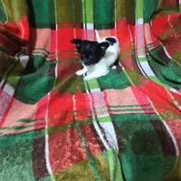 Dolly , a female Chihuahua for sale in Watertown, TN – Photo 2 of 3