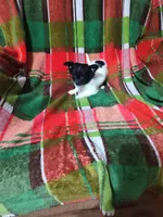 Dolly , a female Chihuahua for sale in Watertown, TN – Photo 2 of 3