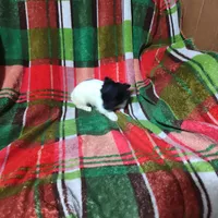 Dolly , a female Chihuahua for sale in Watertown, TN – Photo 3 of 3