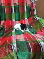 Dolly , a female Chihuahua for sale in Watertown, TN – Photo 3 of 3