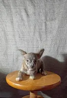 Sterling , a male Chihuahua for sale in Trenton, FL – 2 of 2