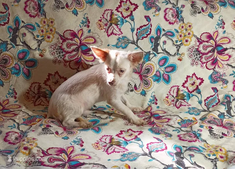 Dude – Chihuahua puppy for sale in Trenton, FL