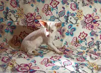 Dude, a male Chihuahua for sale in Trenton, FL – 1 of 1