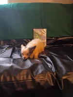 Chloe , a female Chihuahua for sale in Trenton, FL – 1 of 2