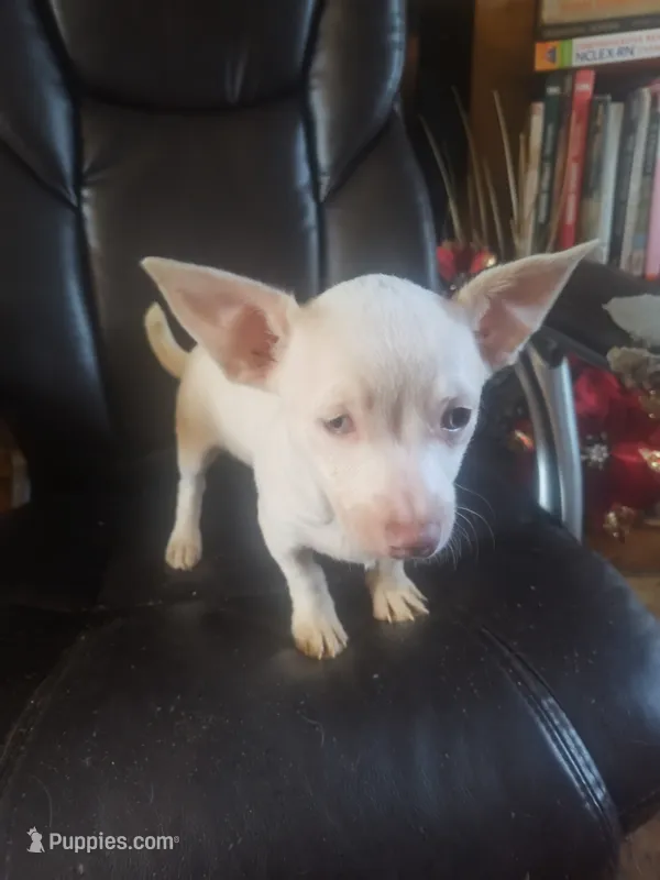 Sparky – Chihuahua puppy for sale in Trenton, FL