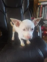 Sparky, a male Chihuahua for sale in Trenton, FL – 1 of 1