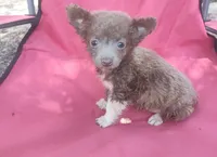 Diana girl 1 , a female Chihuahua for sale in Trenton, FL – 1 of 1