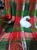 Porsha, a female Chihuahua for sale in Watertown, TN – Photo 4 of 5