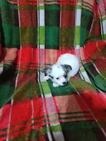 Porsha, a female Chihuahua for sale in Watertown, TN – Photo 3 of 5