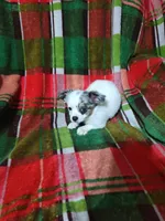 Porsha, a female Chihuahua for sale in Watertown, TN – Photo 5 of 5