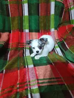 Porsha, a female Chihuahua for sale in Watertown, TN – Photo 1 of 5