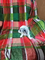 Porsha, a female Chihuahua for sale in Watertown, TN – Photo 2 of 5