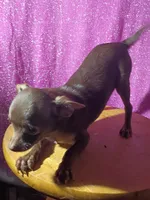 Camilla , a female Chihuahua for sale in Trenton, FL – 2 of 2