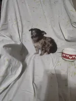 Dusk, a female Chihuahua for sale in Watertown, TN – Photo 3 of 3