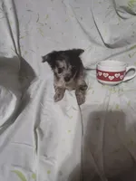 Dusk, a female Chihuahua for sale in Watertown, TN – Photo 1 of 3