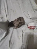 Dusk, a female Chihuahua for sale in Watertown, TN – Photo 2 of 3