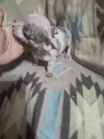 Lotus, a male Chihuahua for sale in Watertown, TN – Photo 2 of 2