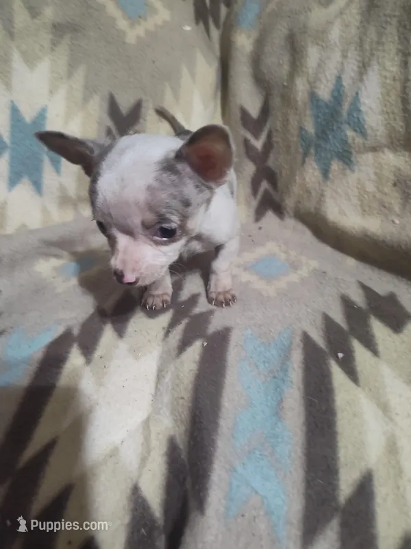 Lotus, a male Chihuahua for sale in Watertown, TN – Photo 1 of 2