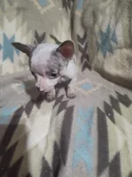 Lotus, a male Chihuahua for sale in Watertown, TN – Photo 1 of 2