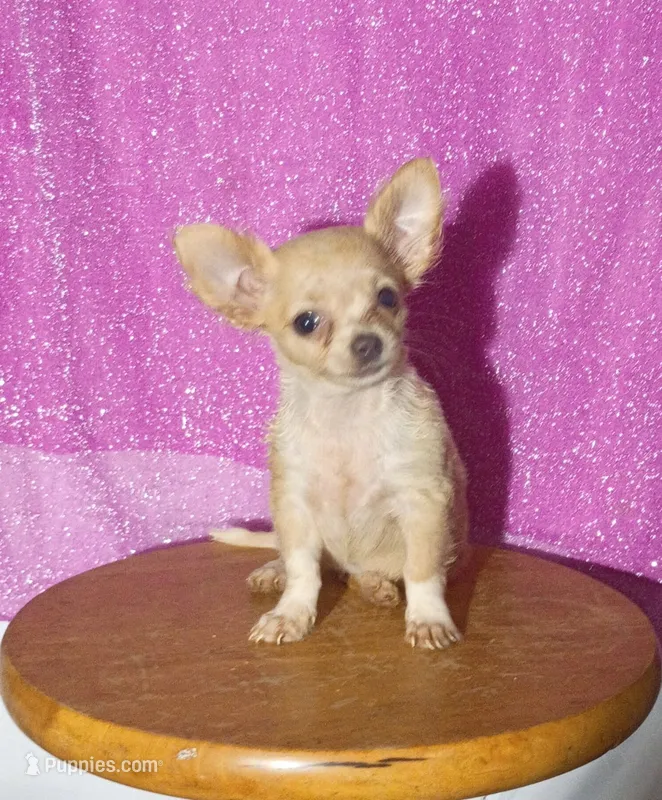 Dawn  – Chihuahua puppy for sale in Trenton, FL