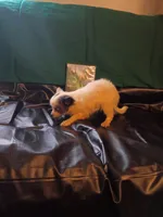 Chloe , a female Chihuahua for sale in Trenton, FL – 2 of 2