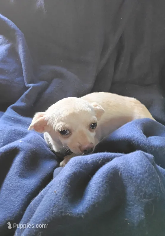 Hazell  – Chihuahua puppy for sale in Trenton, FL