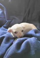 Hazell , a female Chihuahua for sale in Trenton, FL – 1 of 2