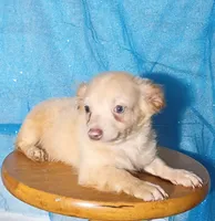 Donald , a male Chihuahua for sale in Trenton, FL – 2 of 2