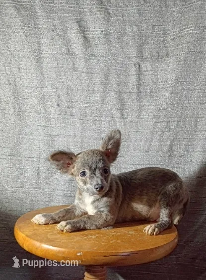 Sterling  – Chihuahua puppy for sale in Trenton, FL