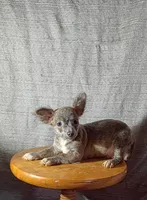 Sterling , a male Chihuahua for sale in Trenton, FL – 1 of 2