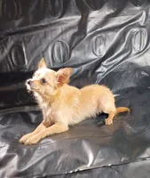 Pooh Bear , a male Chihuahua for sale in Trenton, FL – 2 of 2