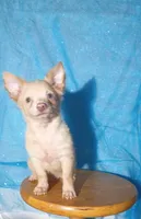 Donald , a male Chihuahua for sale in Trenton, FL – 1 of 2