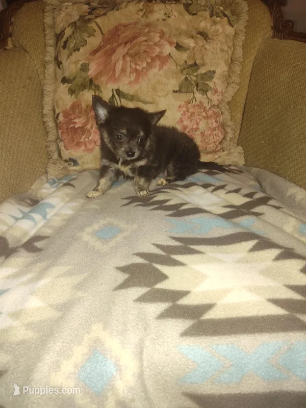 Stella – Chihuahua puppy for sale in Watertown, TN