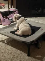 Pompeii, a male English Bulldog for sale in Aurora, CO – 7 of 7