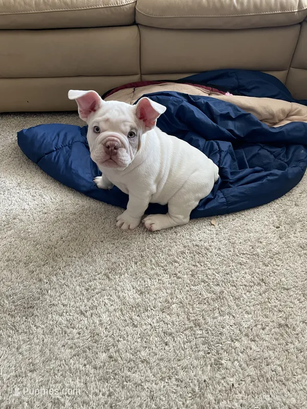 Pompeii – English Bulldog puppy for sale in Aurora, CO