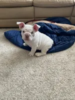 Pompeii, a male English Bulldog for sale in Aurora, CO – 1 of 7