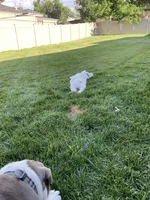 Pompeii, a male English Bulldog for sale in Aurora, CO – 6 of 7