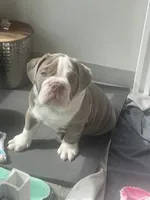 Pisa, a male English Bulldog for sale in Aurora, CO – 1 of 8