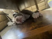 Pisa, a male English Bulldog for sale in Aurora, CO – 4 of 8